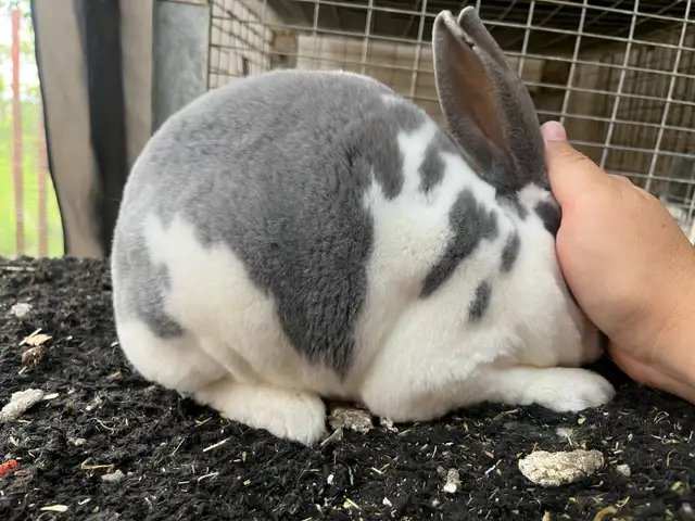 Purebred Rex does
