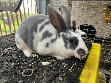 Purebred Rex does - Photo 3