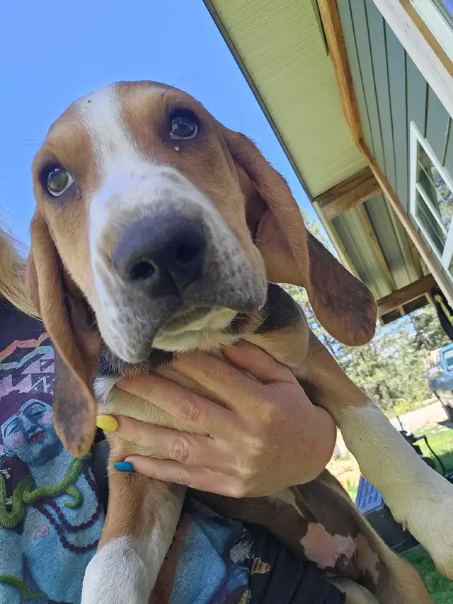 plott hound puppy