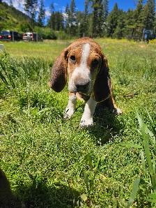 plott hound puppy - Photo 2