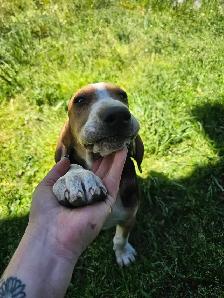 plott hound puppy - Photo 3