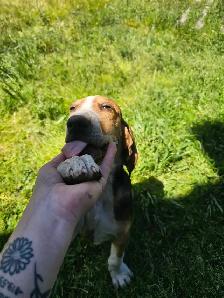 plott hound puppy - Photo 4