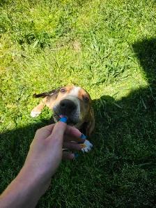 plott hound puppy - Photo 5