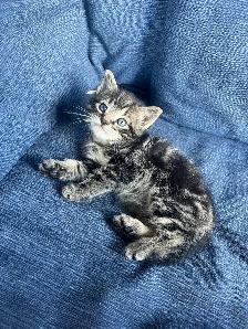 3 Adorable Kittens Ready To Go!