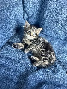 3 Adorable Kittens Ready To Go! - Photo 2