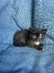 3 Adorable Kittens Ready To Go! - Photo 3