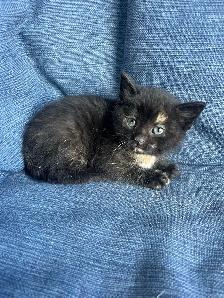 3 Adorable Kittens Ready To Go! - Photo 4