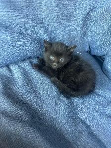 3 Adorable Kittens Ready To Go! - Photo 5