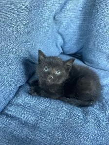 3 Adorable Kittens Ready To Go! - Photo 6