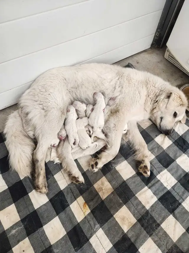 Great Pyrenees Puppies
