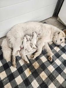 Great Pyrenees Puppies
