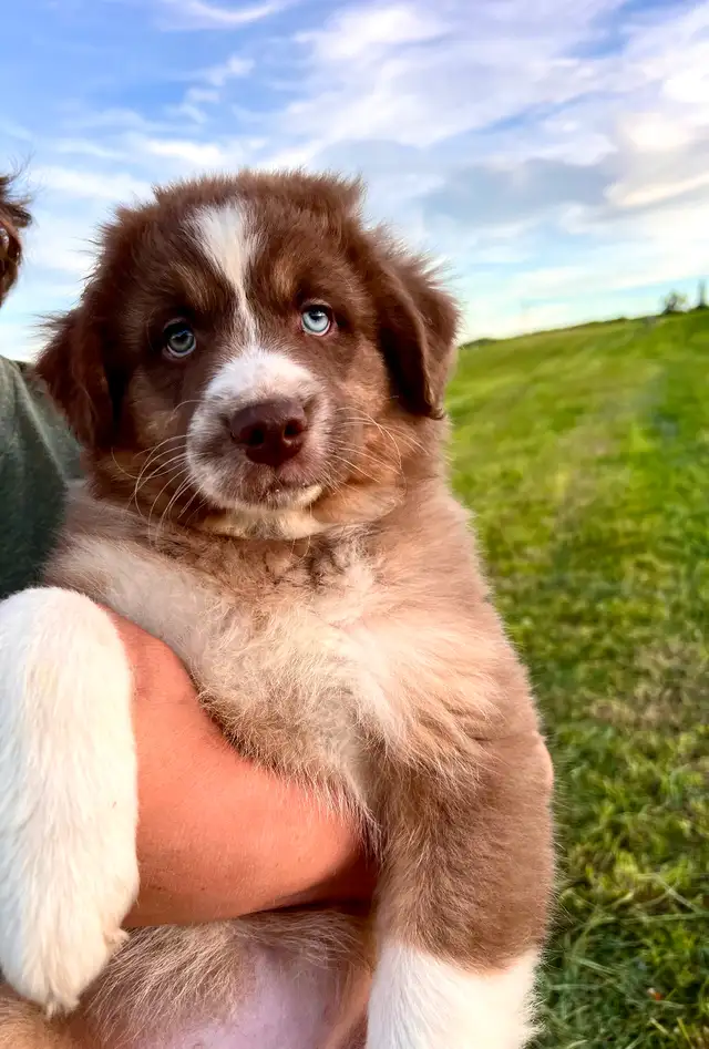Chiots bergers australiens