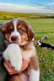 Chiots bergers australiens - Photo 2