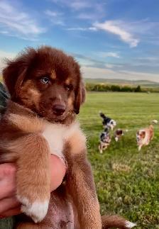 Chiots bergers australiens - Photo 3