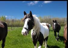 Magnifique Ranch St-Apolinnaire 5 chambres, 3sdb et plus - Photo 3