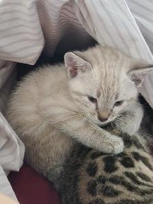 Bengal kittens for sale. 2 males & 1 female available