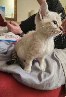 Bengal kittens for sale. 2 males & 1 female available - Photo 2
