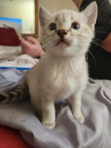 Bengal kittens for sale. 2 males & 1 female available - Photo 3