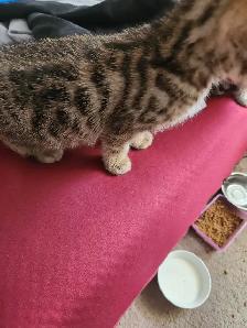 Bengal kittens for sale. 2 males & 1 female available - Photo 4