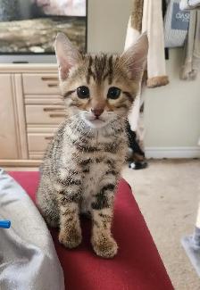 Bengal kittens for sale. 2 males & 1 female available - Photo 5