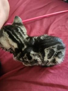 Bengal kittens for sale. 2 males & 1 female available - Photo 6