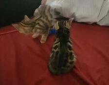Bengal kittens for sale. 2 males & 1 female available - Photo 7