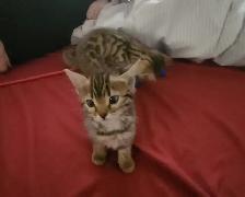 Bengal kittens for sale. 2 males & 1 female available - Photo 8