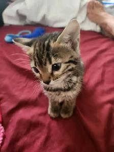 Bengal kittens for sale. 2 males & 1 female available - Photo 9
