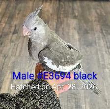 Adorable Baby Male White Face Cockatiel