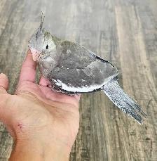 Adorable Baby Male White Face Cockatiel - Photo 3