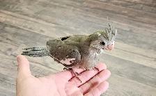 Adorable Baby Male White Face Cockatiel - Photo 6