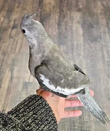 Cute Baby Male White Face Cockatiel - Photo 2