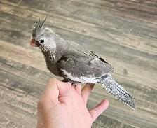 Cute Baby Male White Face Cockatiel - Photo 3