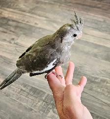 Cute Baby Male White Face Cockatiel - Photo 6