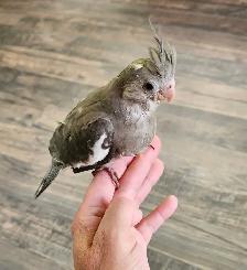 Cute Baby Male White Face Cockatiel - Photo 7