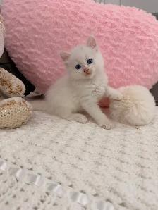 ⭐️❤️Ragdoll Kitten ❤️⭐️(647) 362-8118