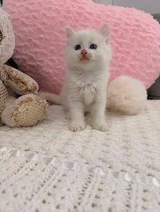 ⭐️❤️Ragdoll Kitten ❤️⭐️(647) 362-8118 - Photo 2