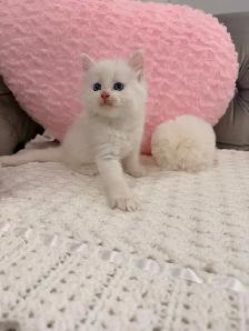 ⭐️❤️Ragdoll Kitten ❤️⭐️(647) 362-8118 - Photo 3