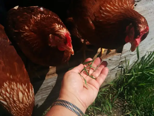 Poulettes pondeuses de 22 semaines
