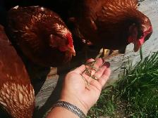 Poulettes pondeuses de 22 semaines