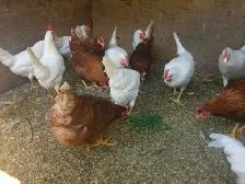 Poulettes pondeuses de 22 semaines - Photo 2
