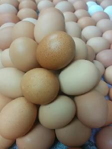 Poulettes pondeuses de 22 semaines - Photo 3