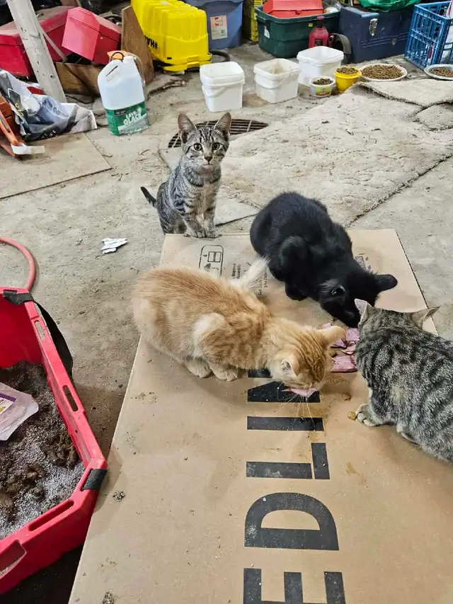 4 Kittens