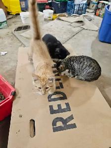 4 Kittens - Photo 2