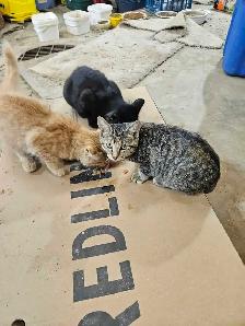 4 Kittens - Photo 3