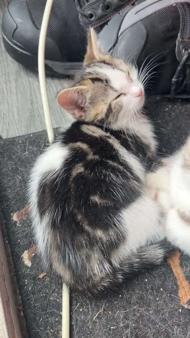 Kittens for sale. First come first serve