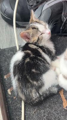 Kittens for sale. First come first serve
