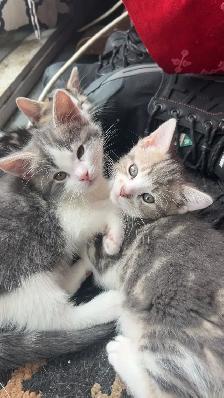 Kittens for sale. First come first serve - Photo 2