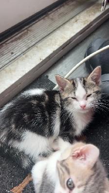Kittens for sale. First come first serve - Photo 3
