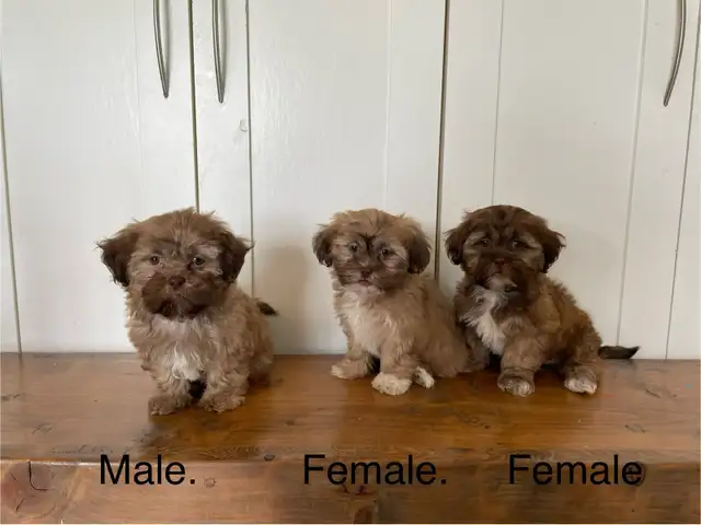 Shih Tzu Bichon Mixed Puppies! SHICHON!